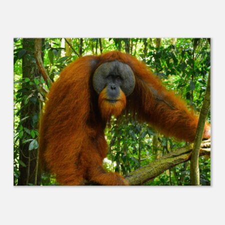 Sumatran Orangutan - Canvas Print