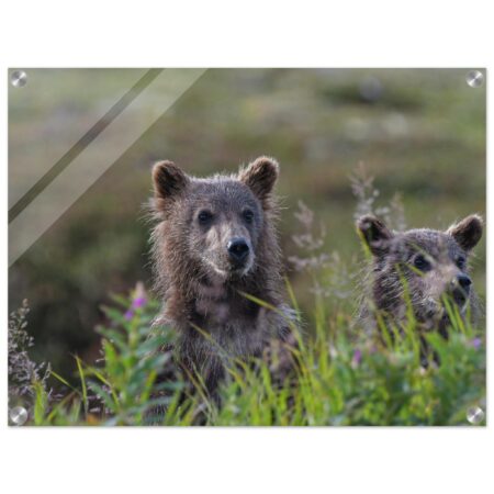 Two Curious Grizzly Cub´s in Katmai, Alaska - Acryl Print