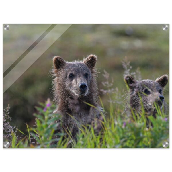 Two Curious Grizzly Cub´s in Katmai, Alaska - Acryl Print