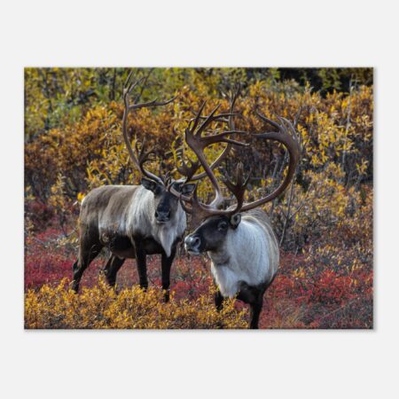 Caribou Bulls of Denali, Alaska - Canvas Print
