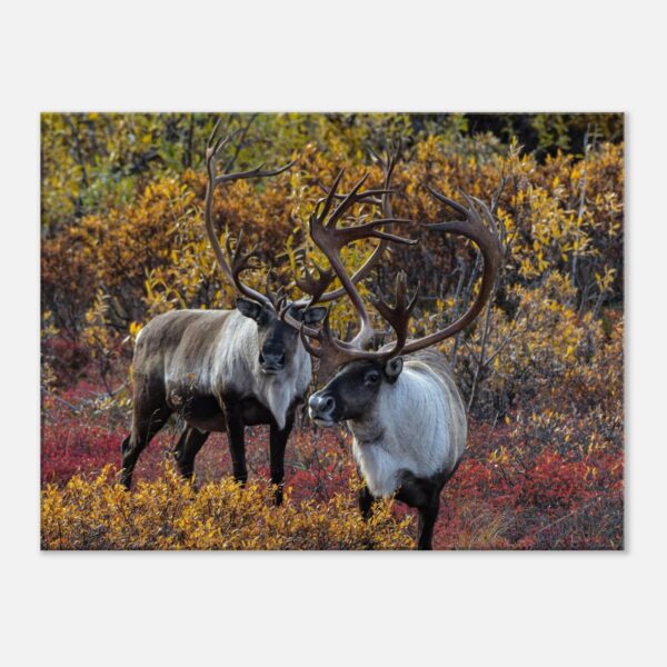 Caribou Bulls of Denali, Alaska - Canvas Print